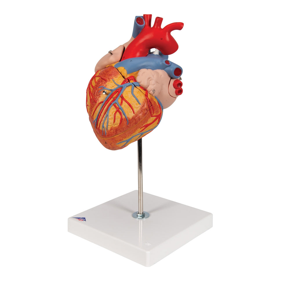 Heart Model (2 times life size, 4 part)