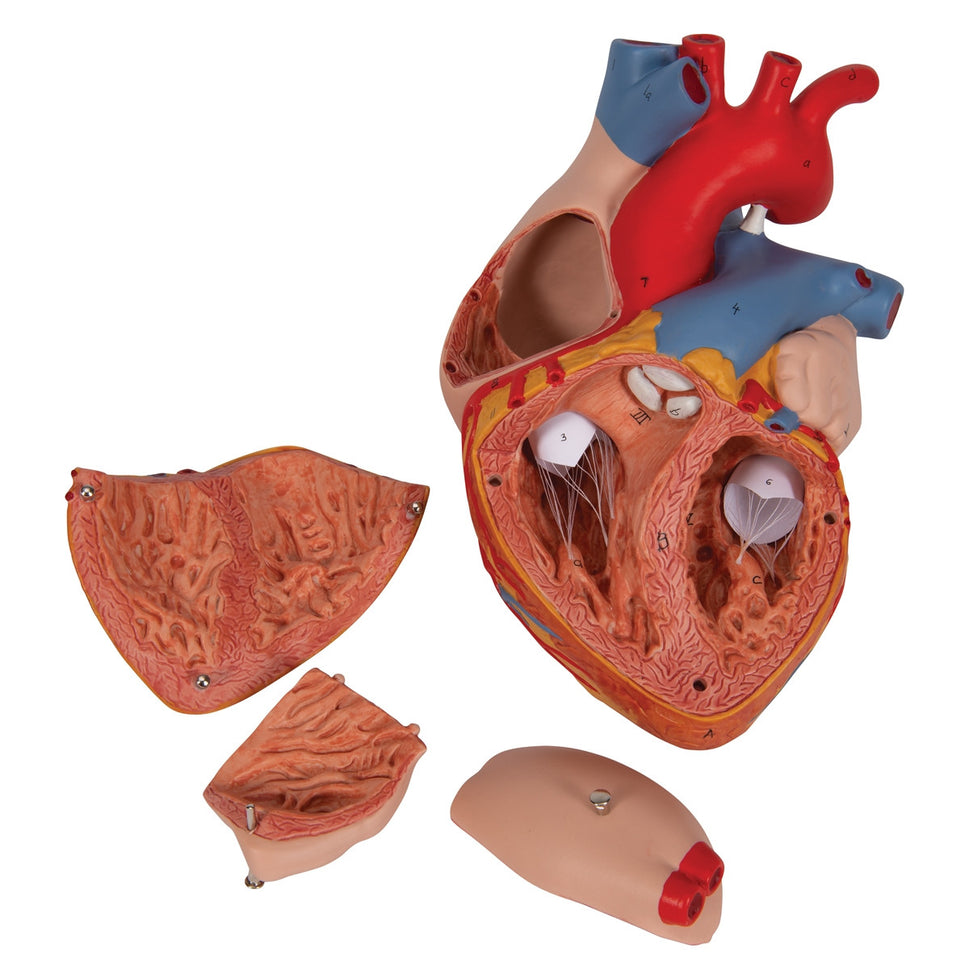 Heart Model (2 times life size, 4 part)
