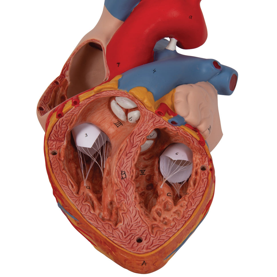 Heart Model (2 times life size, 4 part)
