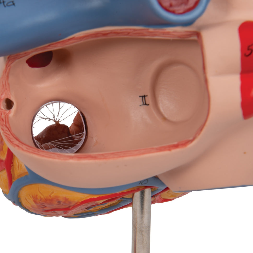 Heart Model (2 times life size, 4 part)