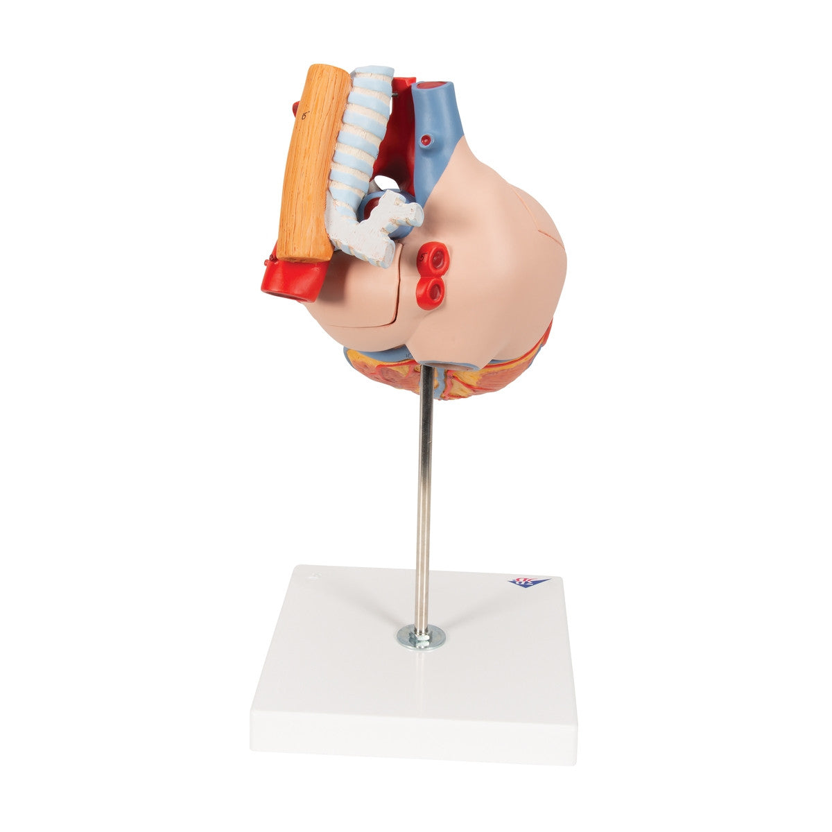 Heart Model with Oesophagus and Trachea (2 times life size, 5 part)