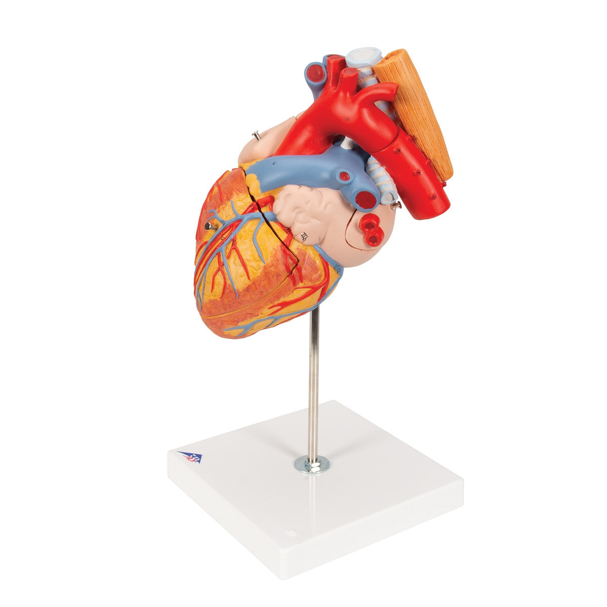 Heart Model with Oesophagus and Trachea (2 times life size, 5 part)
