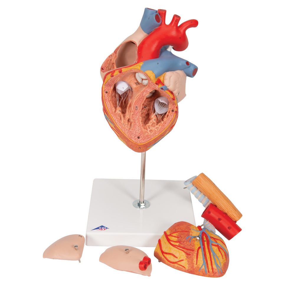 Heart Model with Oesophagus and Trachea (2 times life size, 5 part)