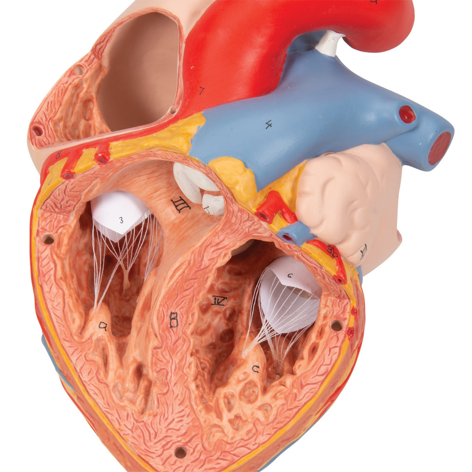 Heart Model with Oesophagus and Trachea (2 times life size, 5 part)