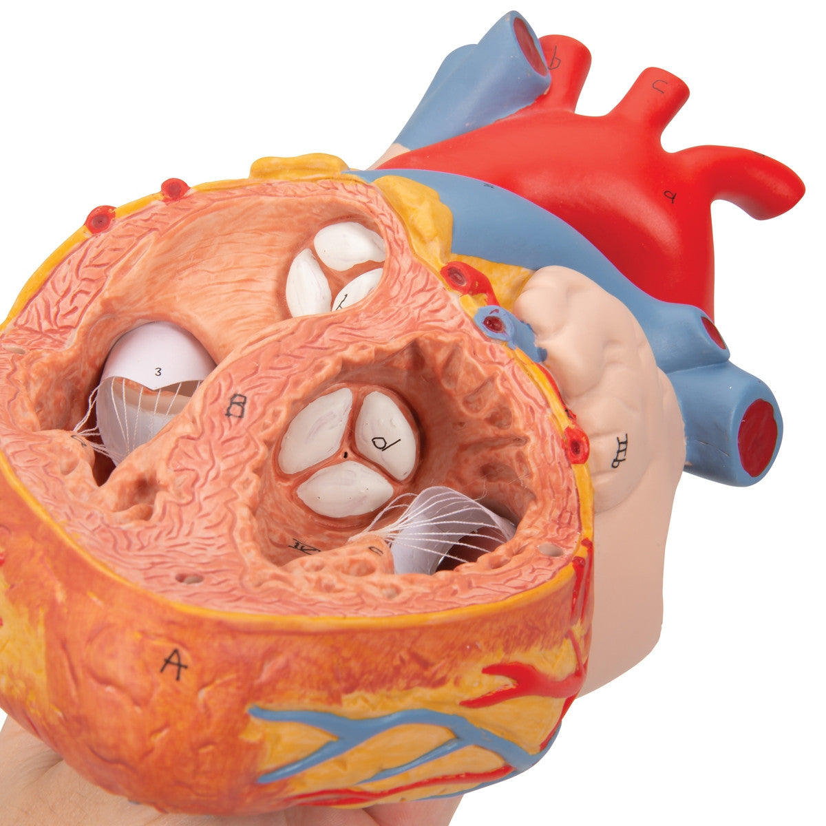 Heart Model with Oesophagus and Trachea (2 times life size, 5 part)