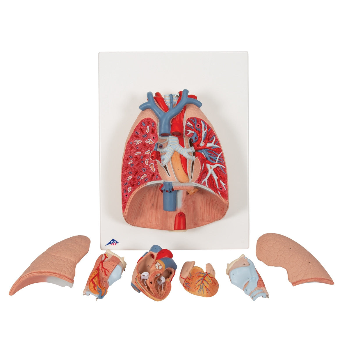 Lung Model with Larynx (7 part)