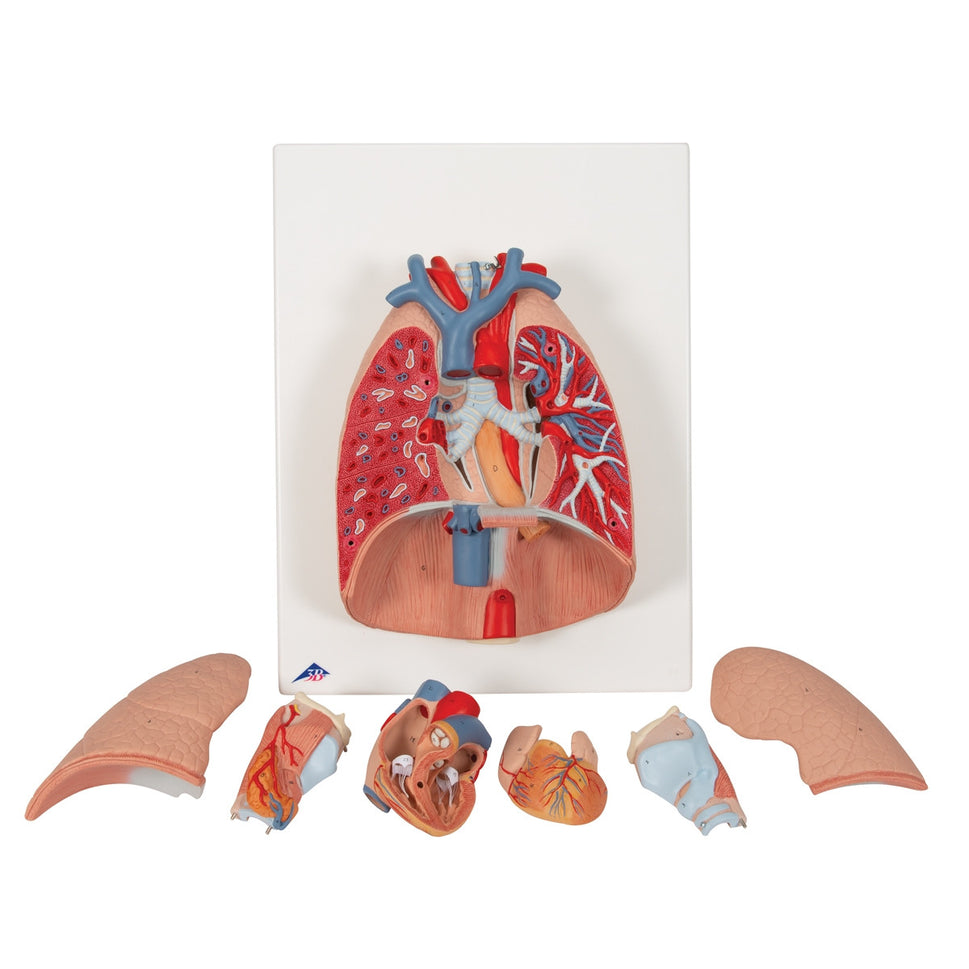 Lung Model with Larynx (7 part)