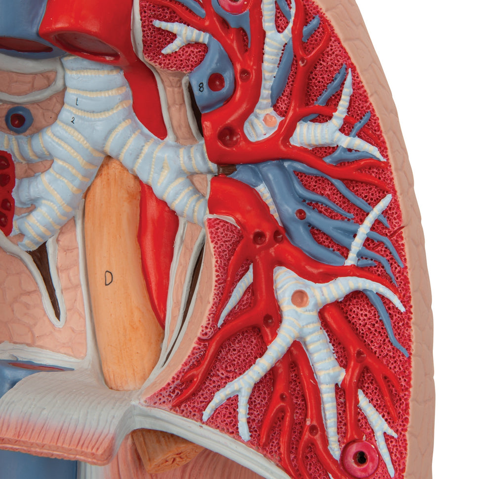 Lung Model with Larynx (7 part)