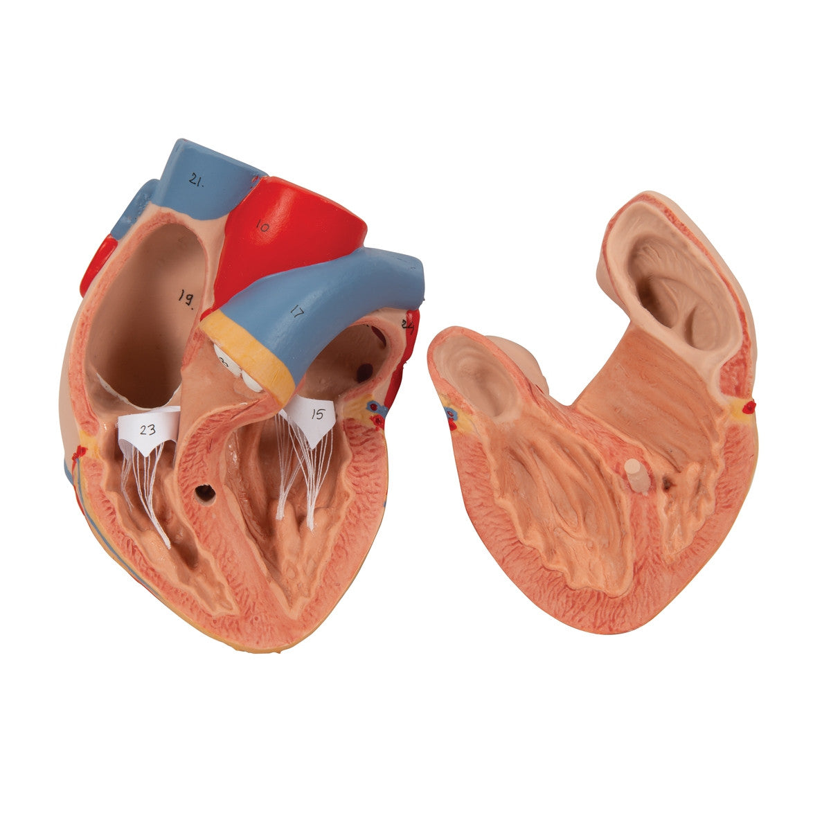 Lung Model with Larynx (7 part)