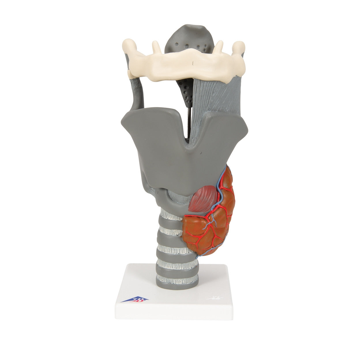 Functional Human Larynx Model