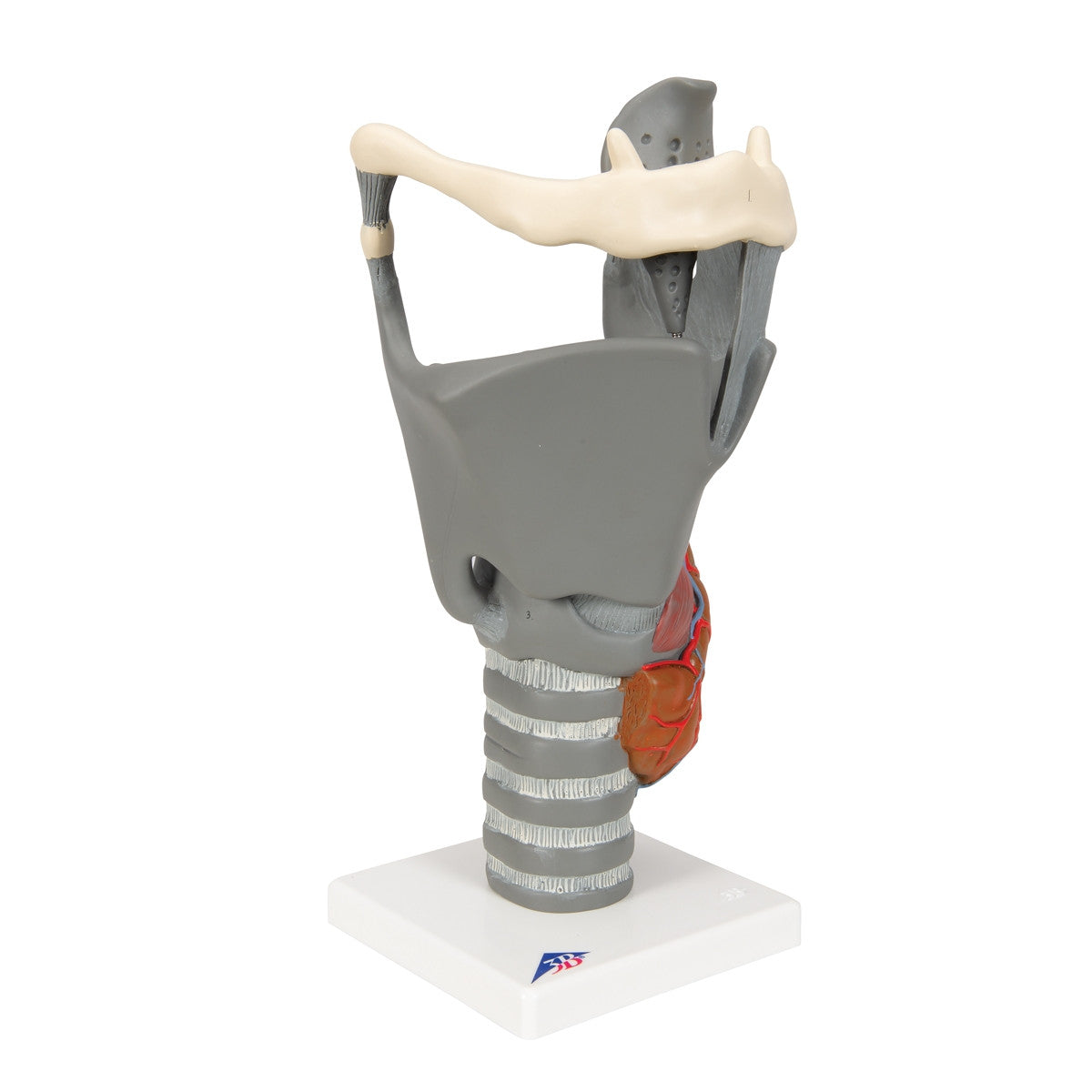Functional Human Larynx Model