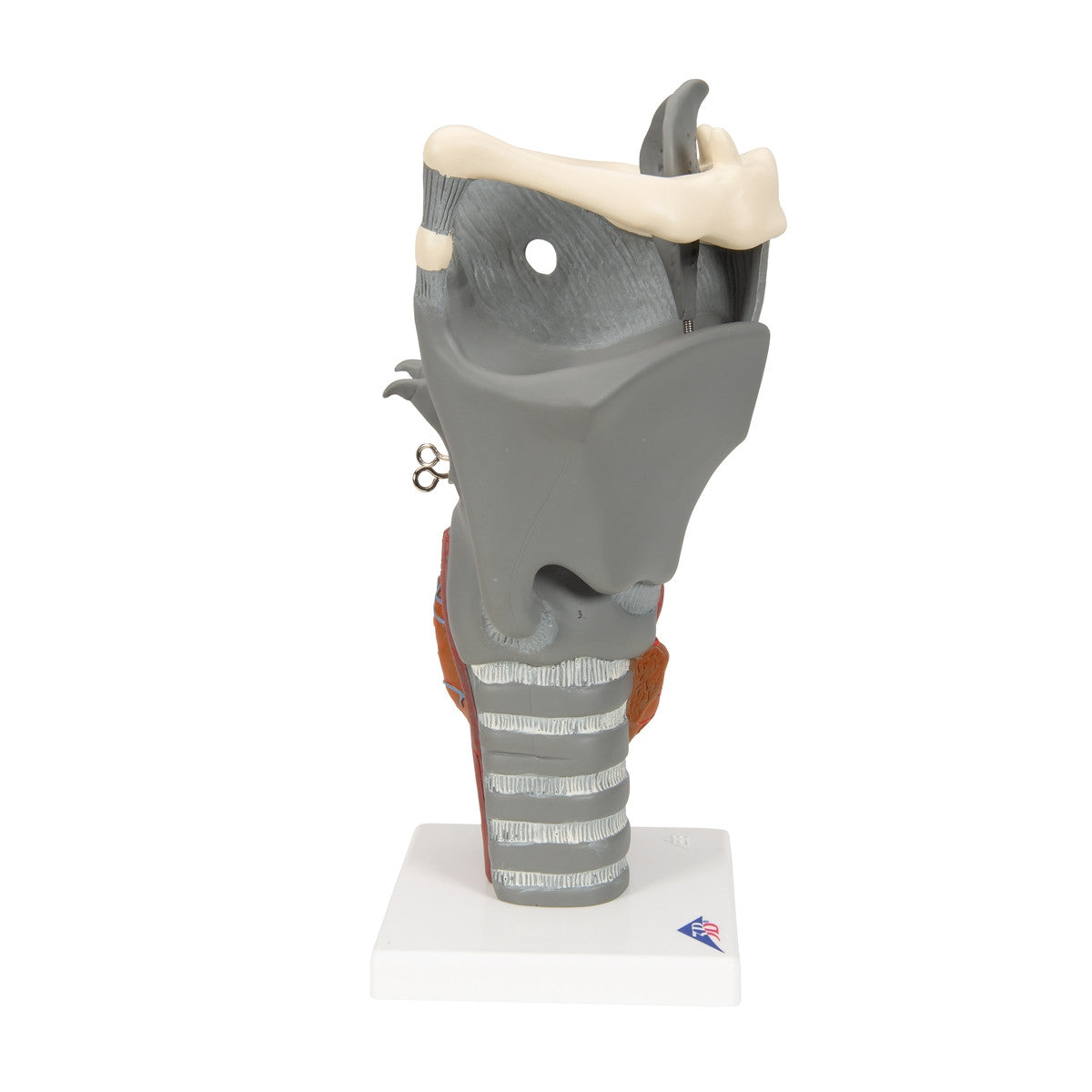 Functional Human Larynx Model