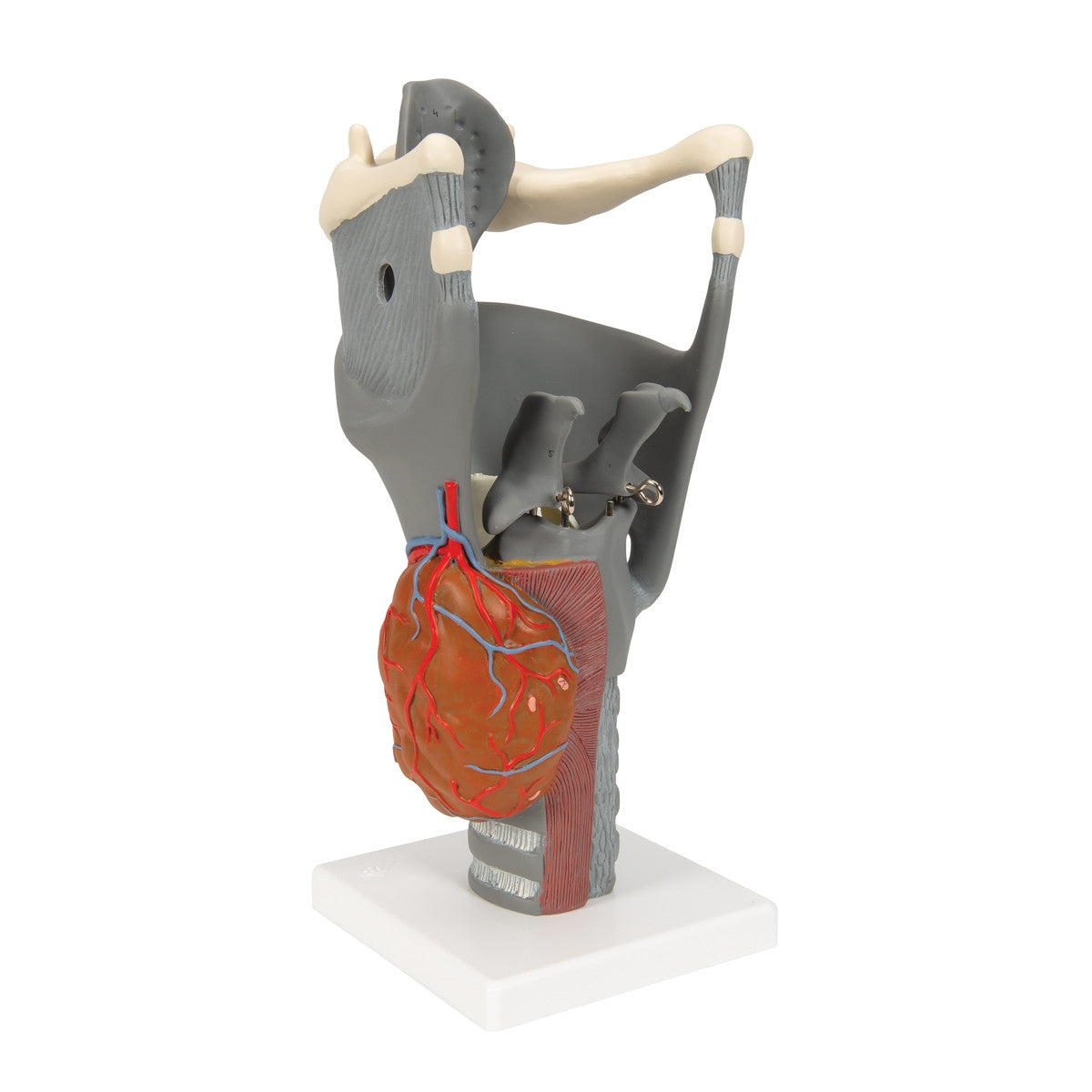 Functional Human Larynx Model