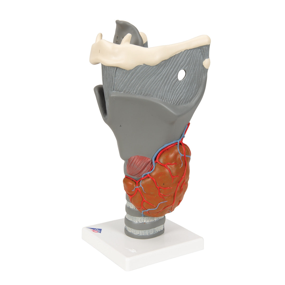 Functional Human Larynx Model