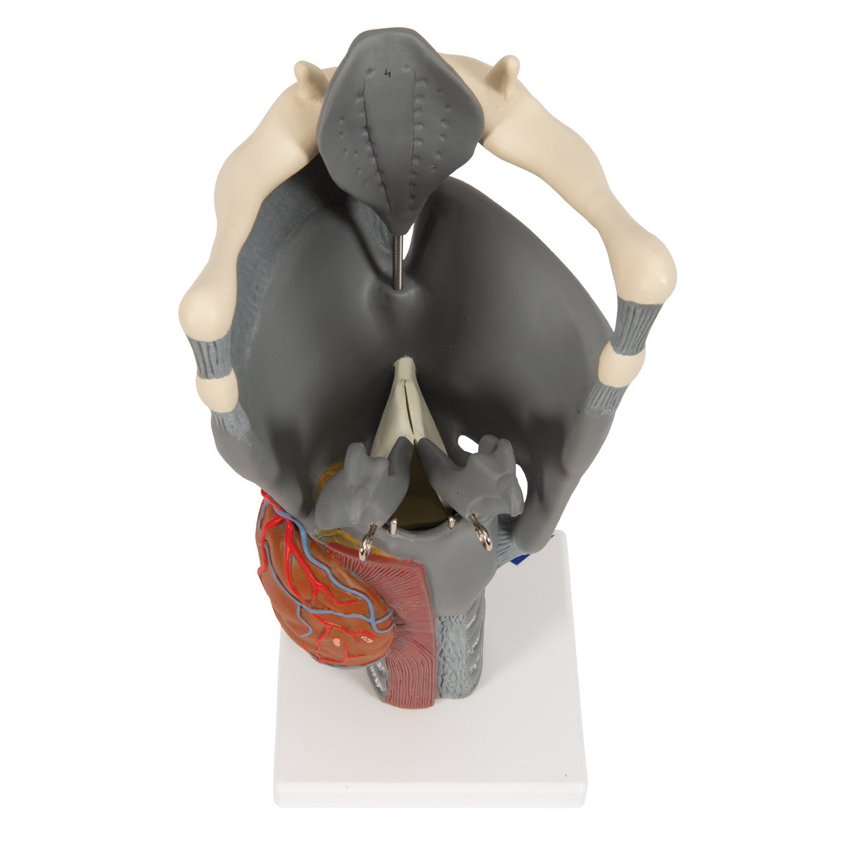 Functional Human Larynx Model