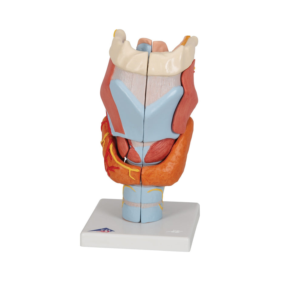 Larynx Model (2 times life size, 7 part)