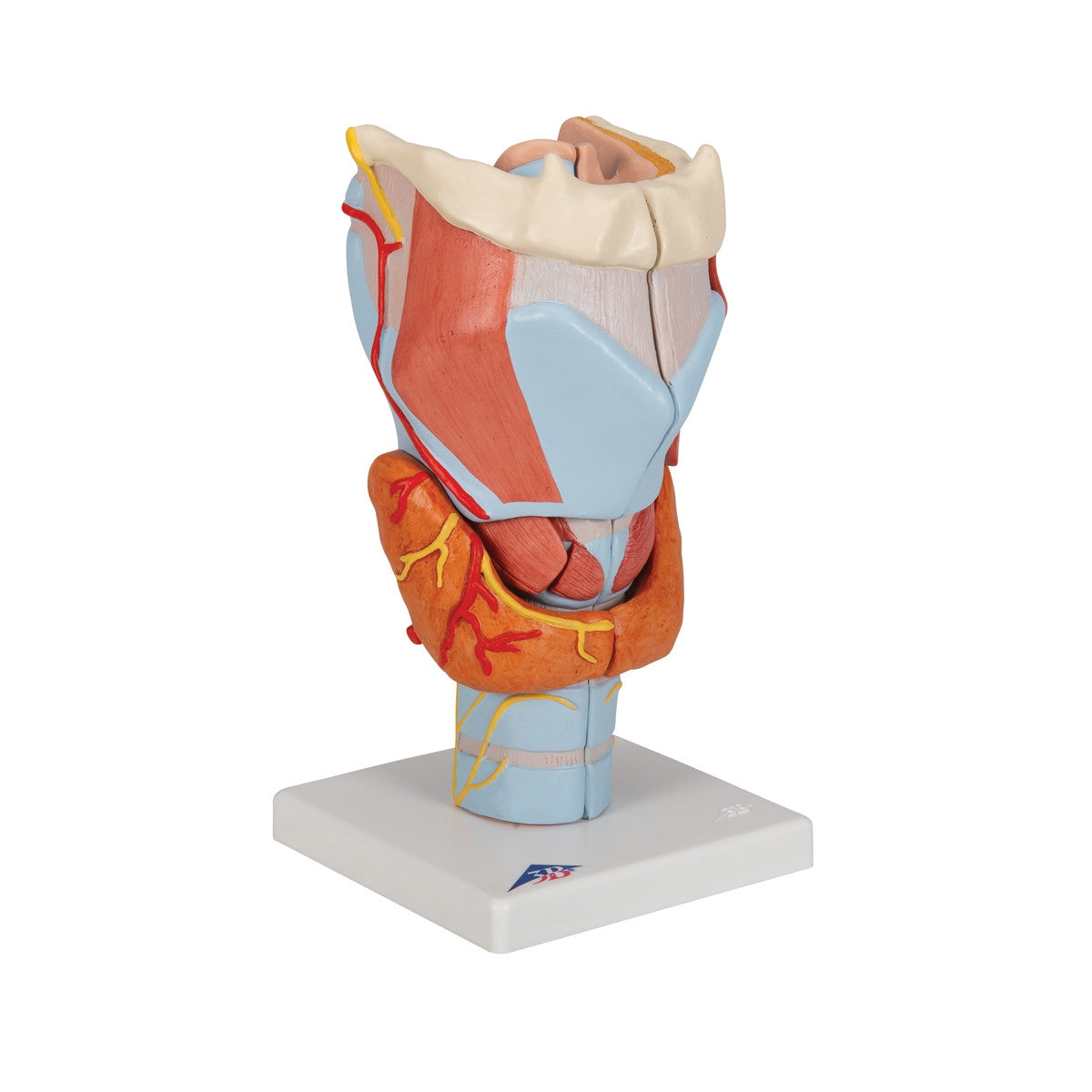 Larynx Model (2 times life size, 7 part)