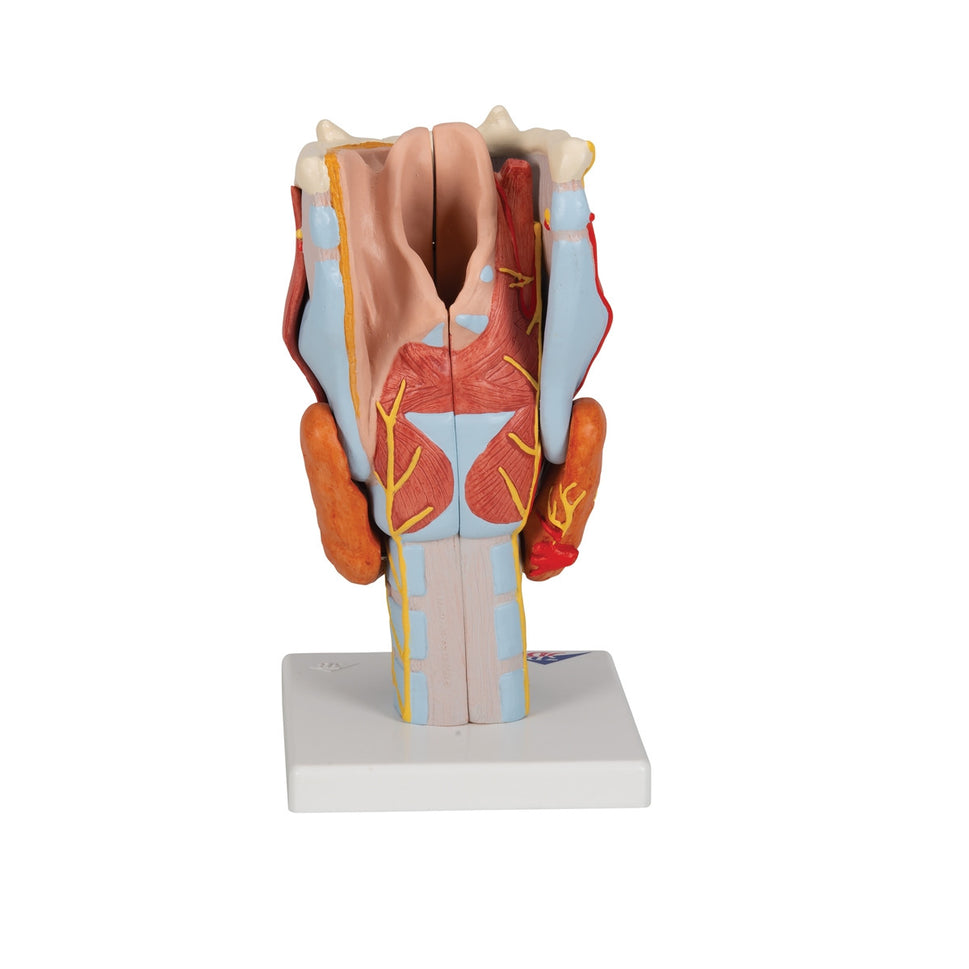 Larynx Model (2 times life size, 7 part)