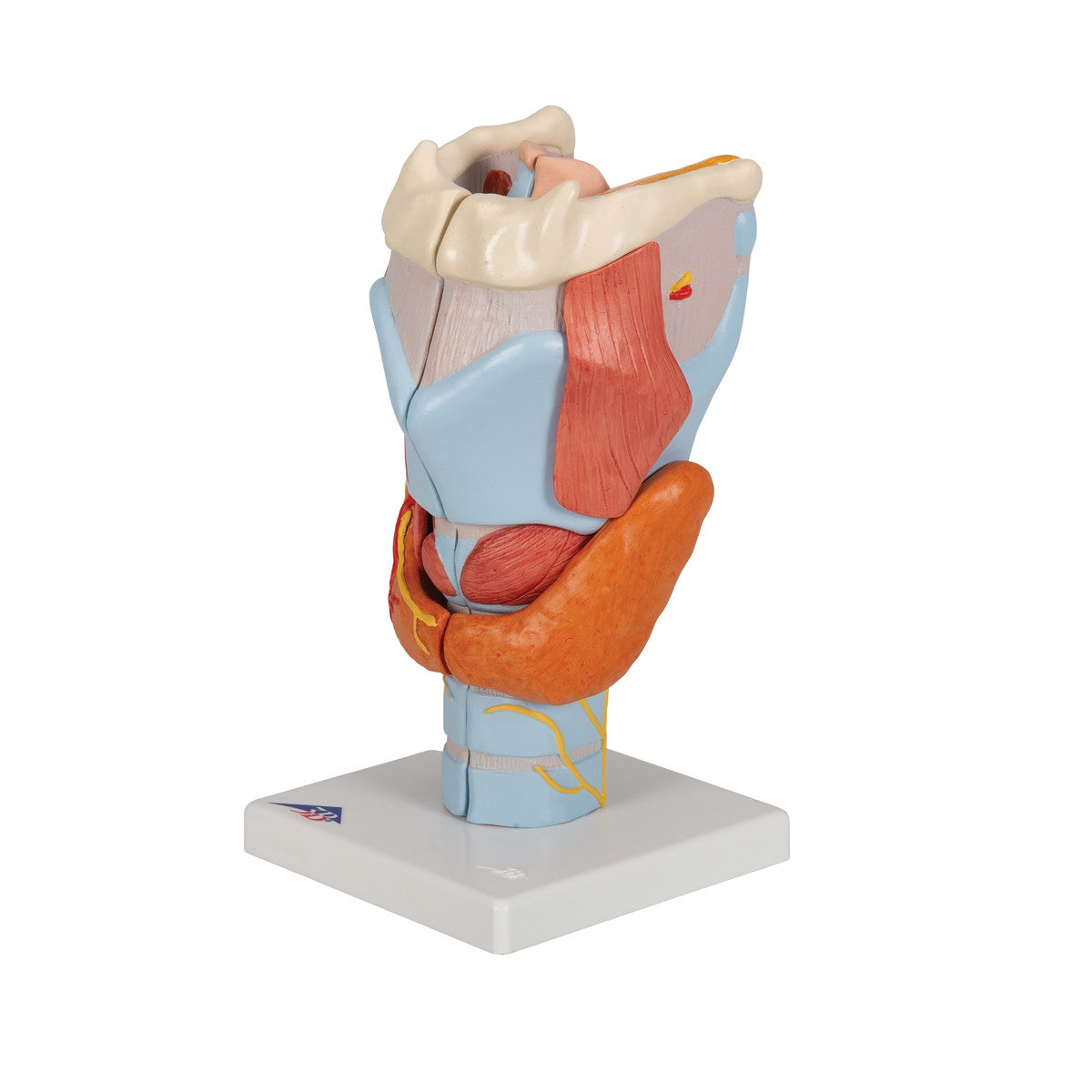 Larynx Model (2 times life size, 7 part)