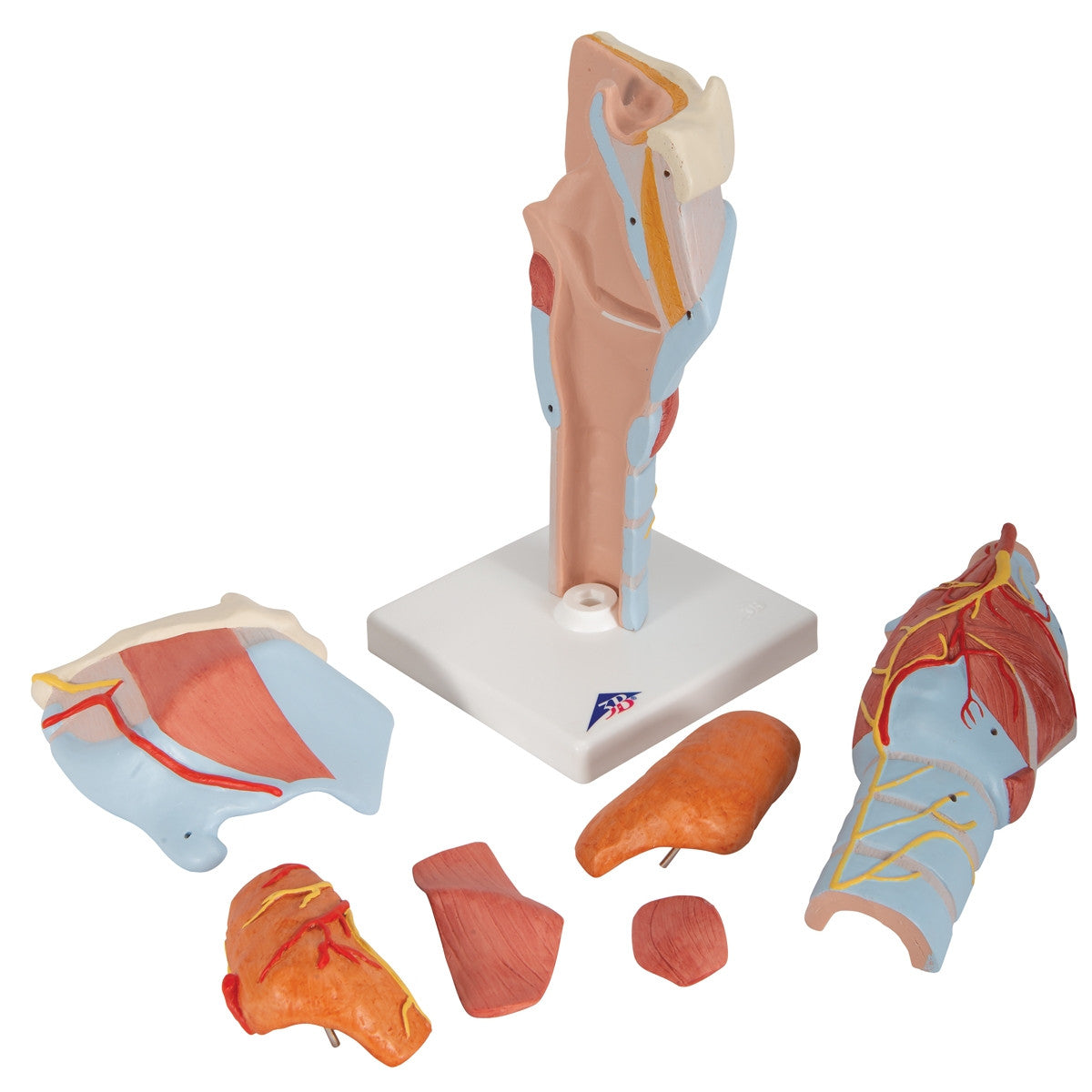 Larynx Model (2 times life size, 7 part)