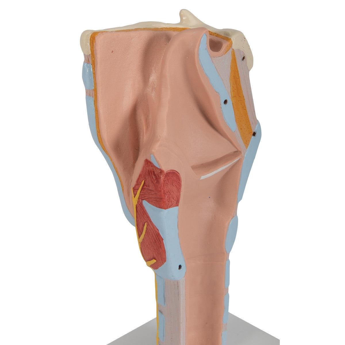 Larynx Model (2 times life size, 7 part)