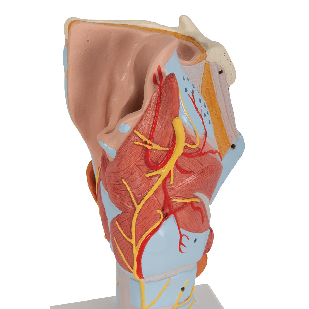 Larynx Model (2 times life size, 7 part)