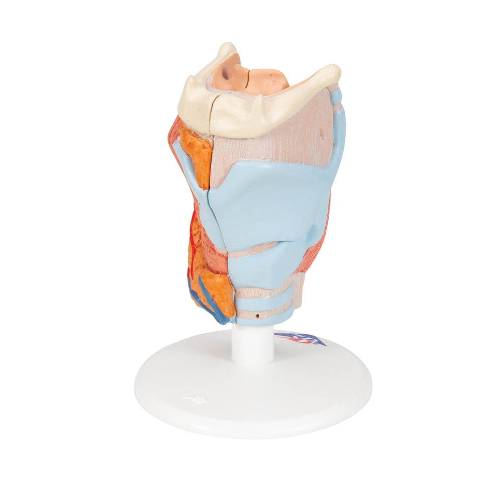 Larynx Model (2 part)