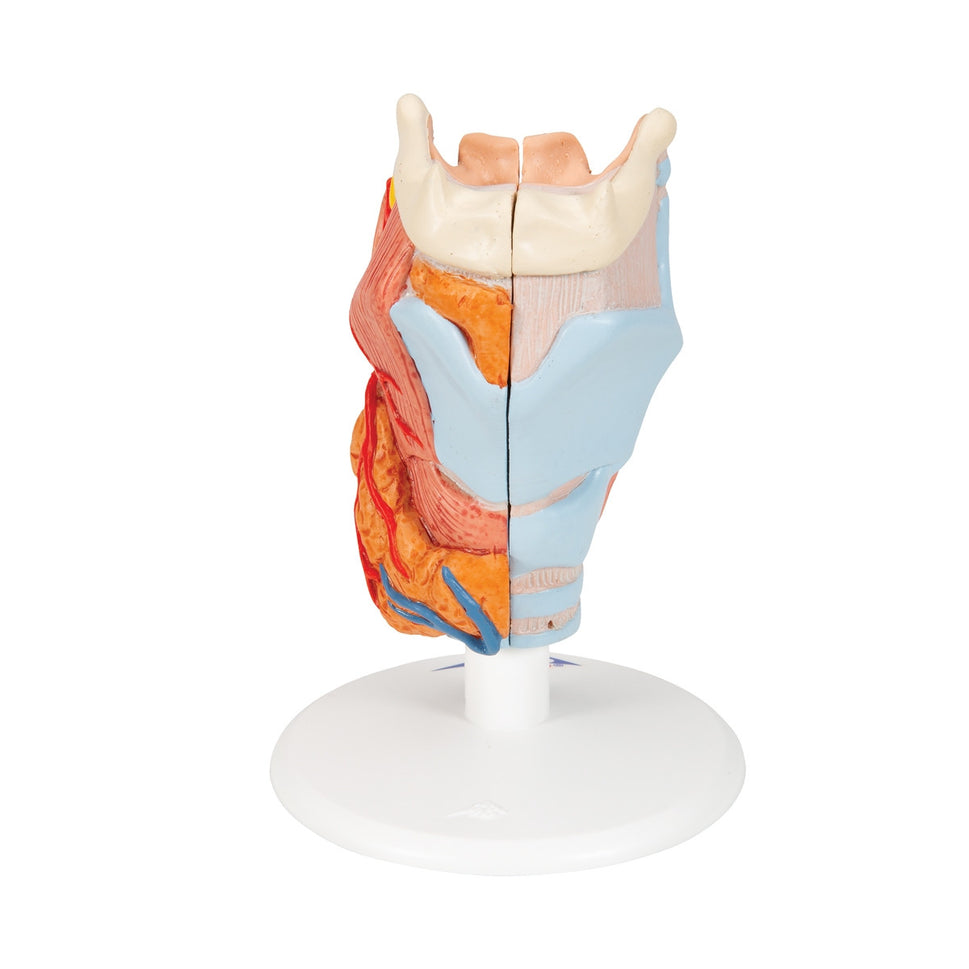 Larynx Model (2 part)