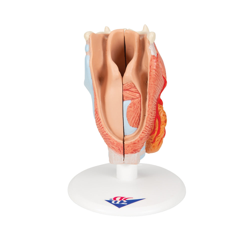 Larynx Model (2 part)