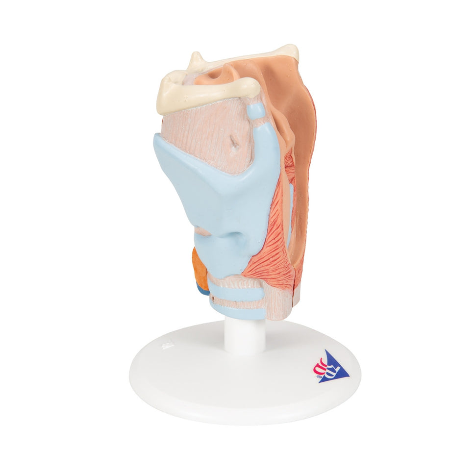 Larynx Model (2 part)