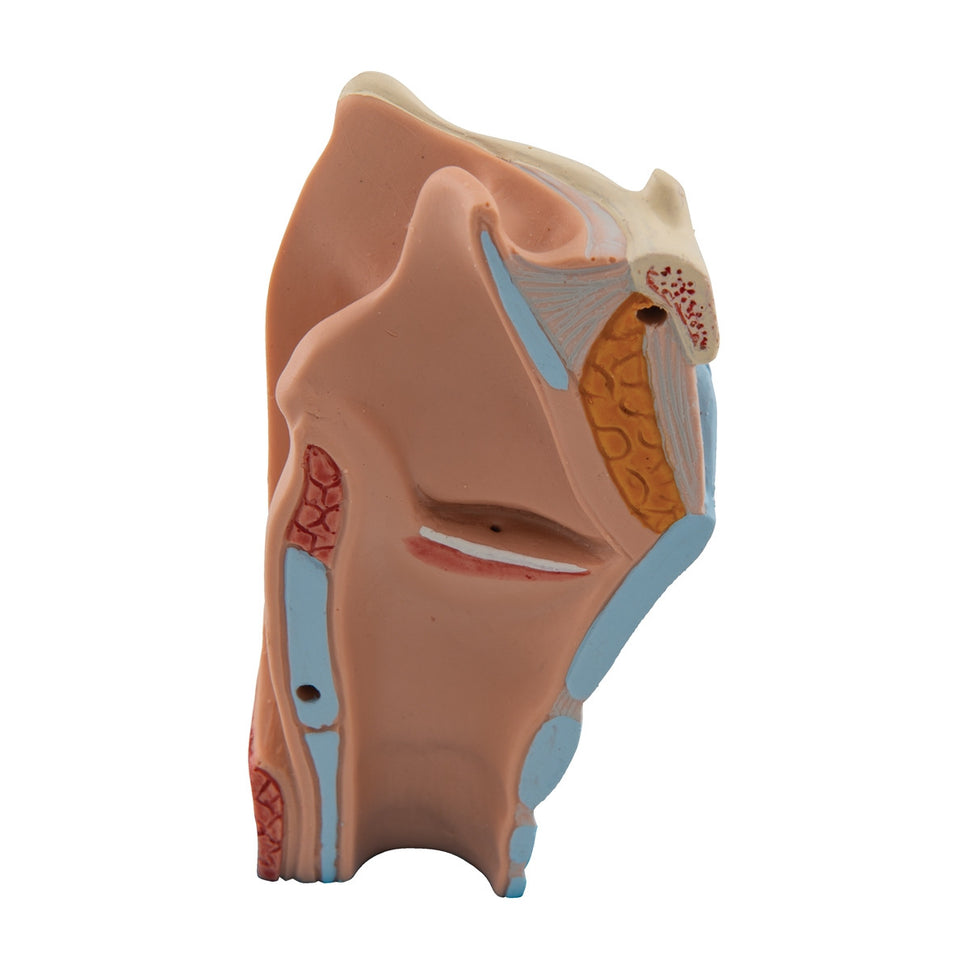 Larynx Model (2 part)