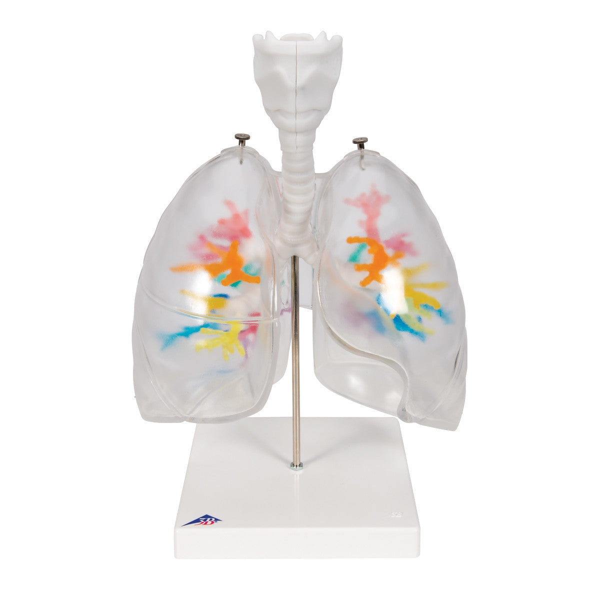 CT Bronchial Tree with Larynx and Transparent Lung Model  1000275