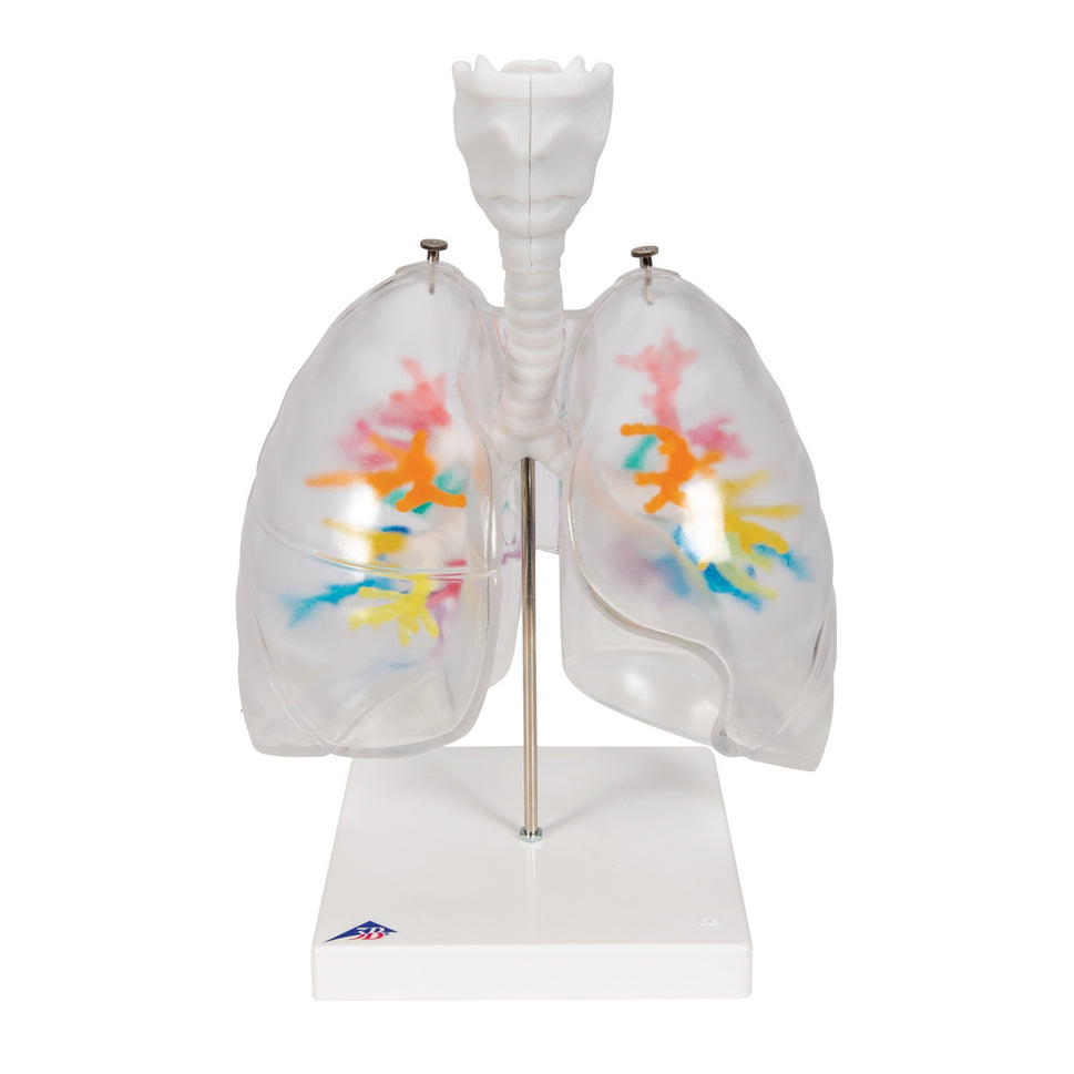 CT Bronchial Tree with Larynx and Transparent Lung Model