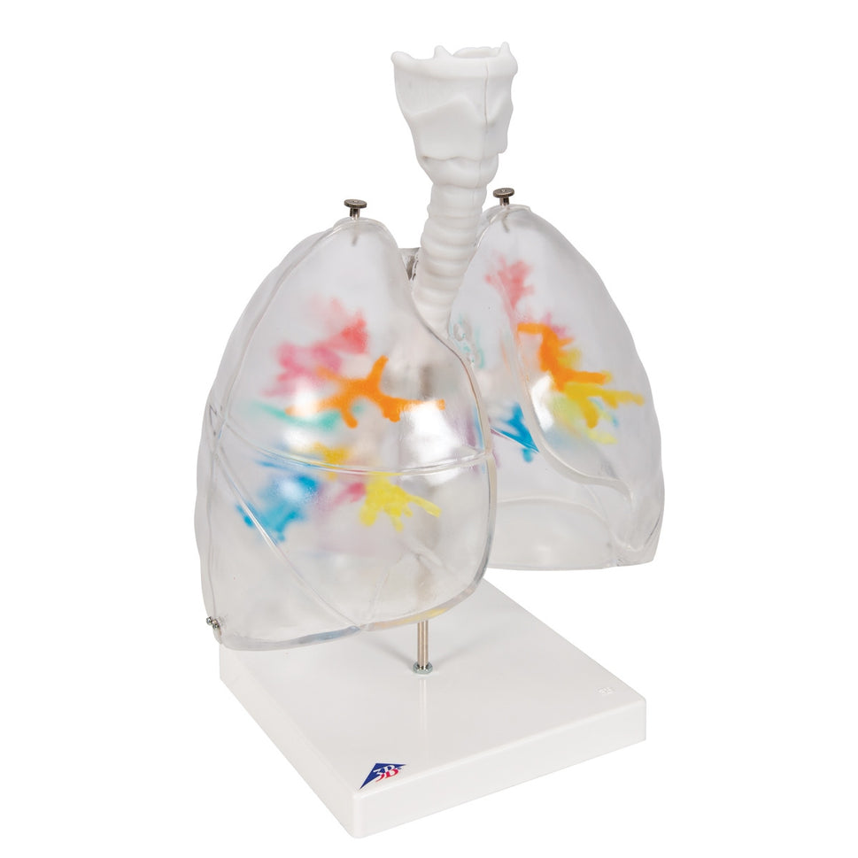 CT Bronchial Tree with Larynx and Transparent Lung Model