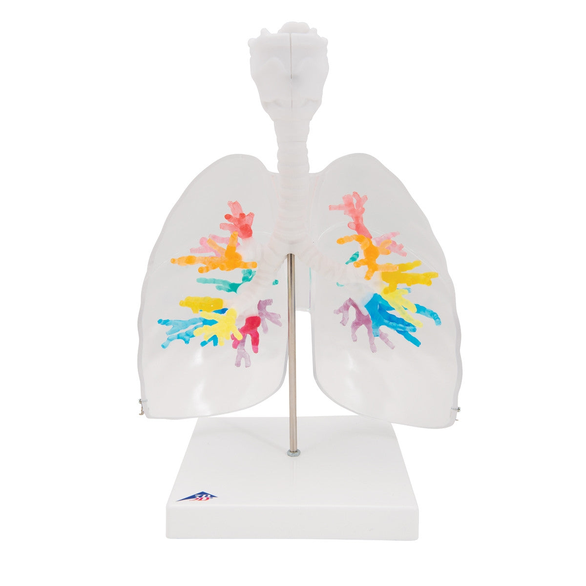 CT Bronchial Tree with Larynx and Transparent Lung Model