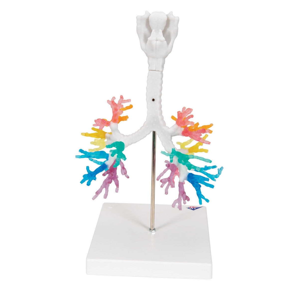 CT Bronchial Tree with Larynx Model