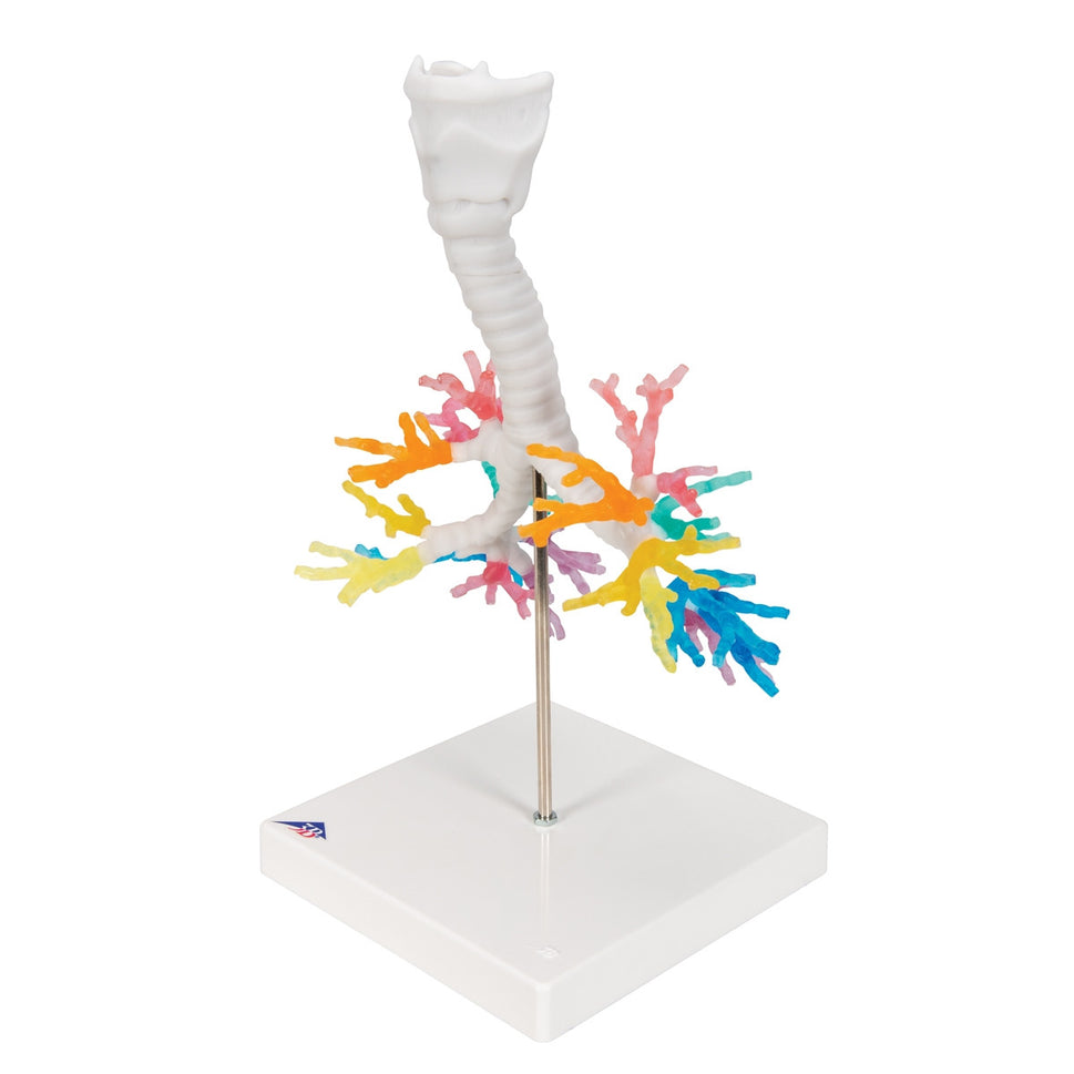 CT Bronchial Tree with Larynx Model
