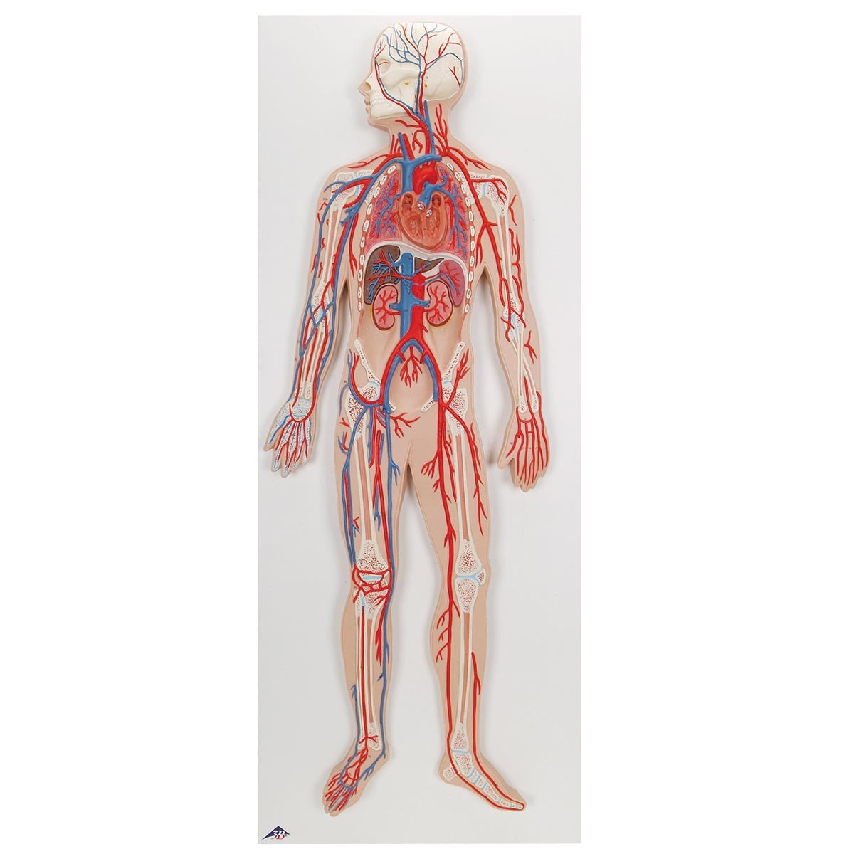 Circulatory System Anatomy Model 1000276