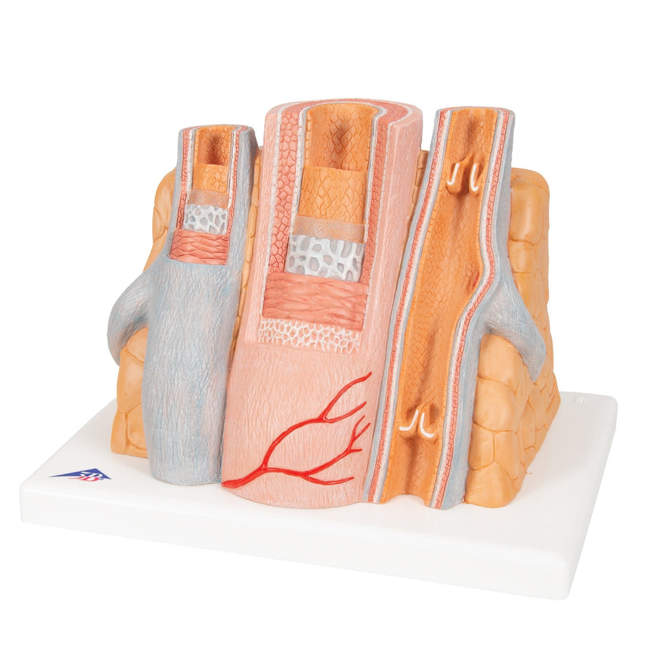 MICROanatomy Artery and Vein Model (X 14  enlarged)