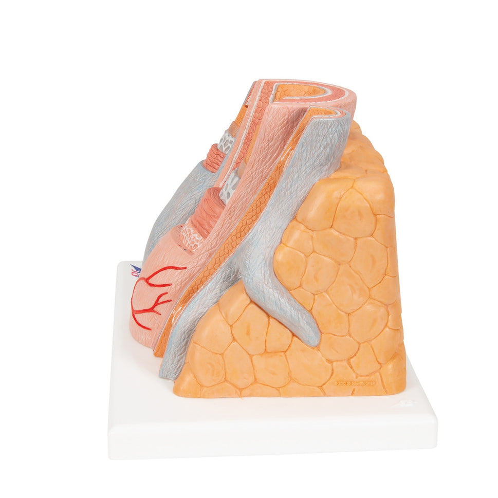 MICROanatomy Artery and Vein Model (X 14  enlarged)