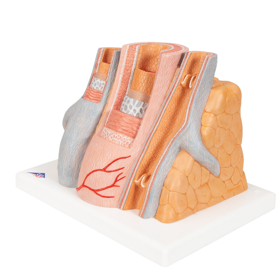 MICROanatomy Artery and Vein Model (X 14  enlarged)