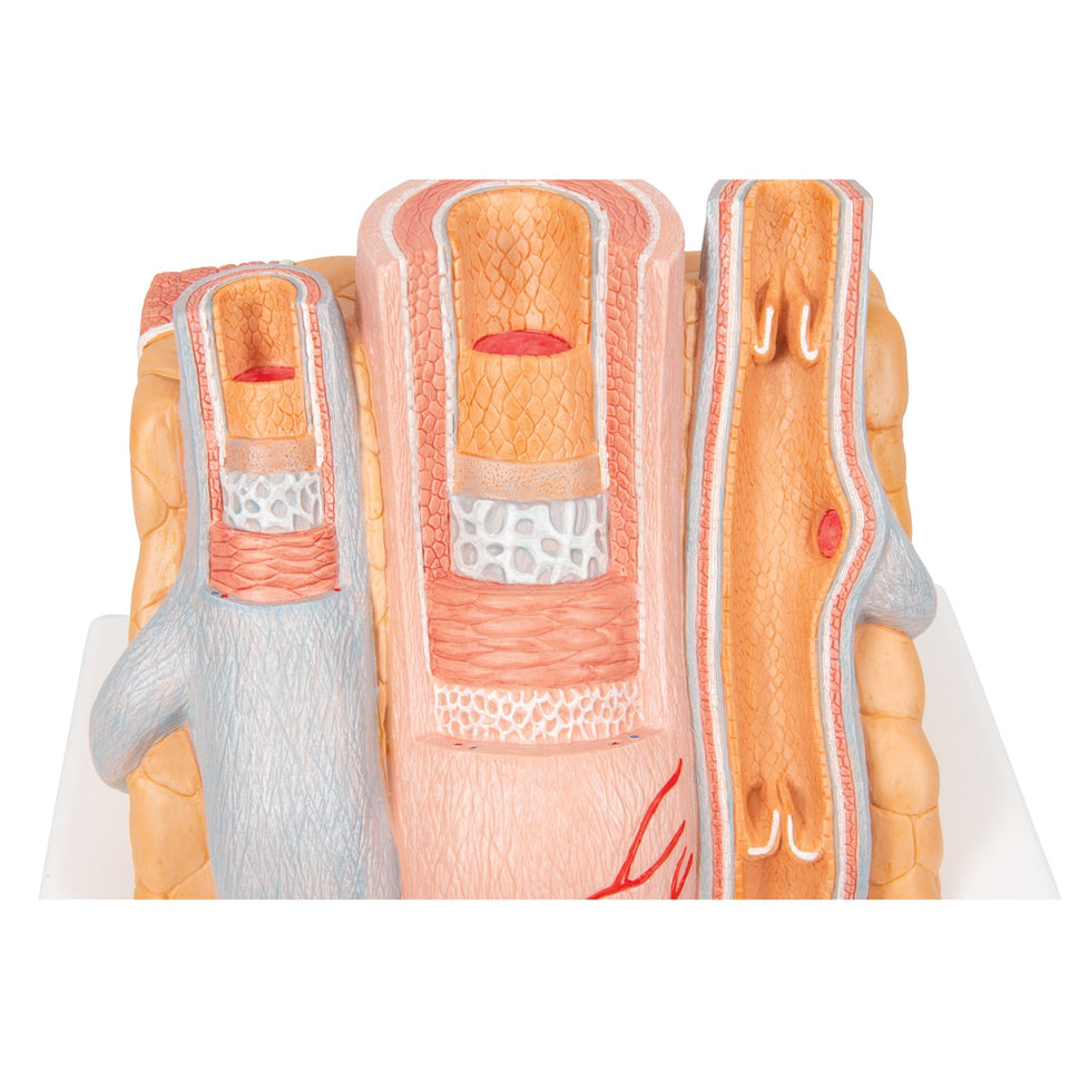 MICROanatomy Artery and Vein Model (X 14  enlarged)