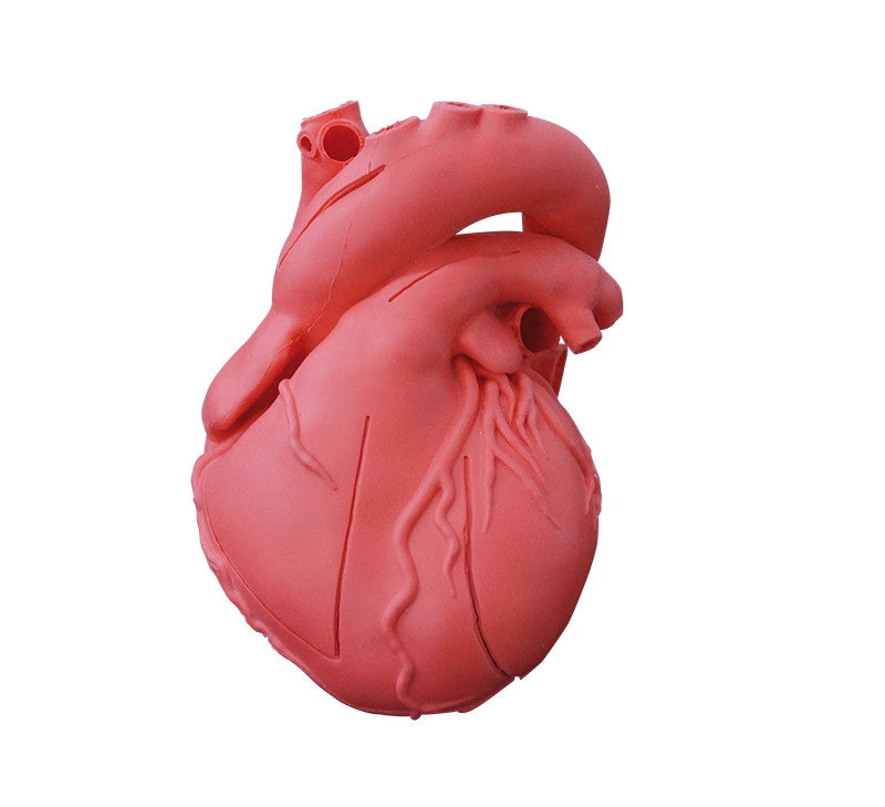 Flexible Heart Model 1