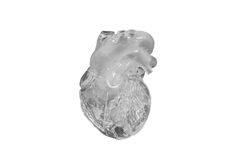 Transparent Flexible Heart Model
