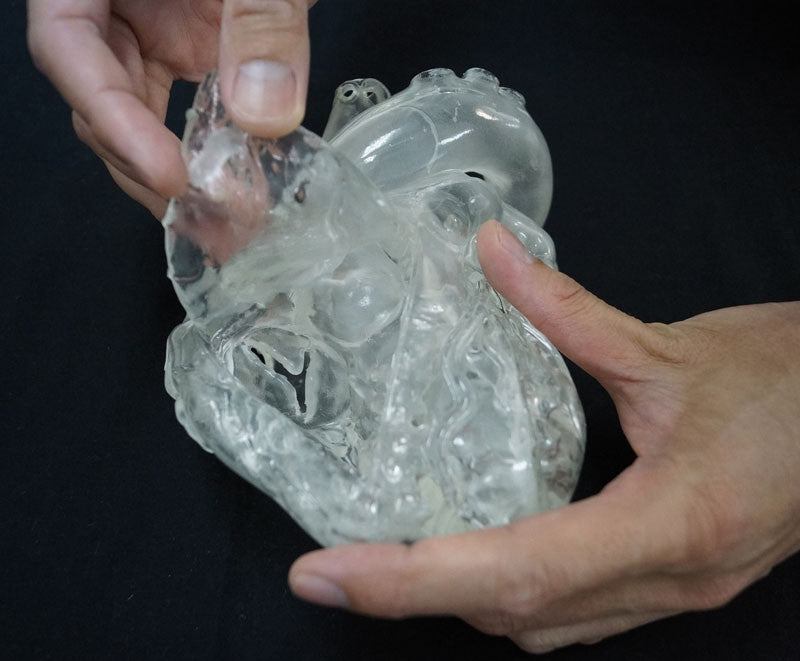 Produced from a soft and lifelike translucent material, this flexible heart model is an excellent tool for studying the anatomy and function of the heart