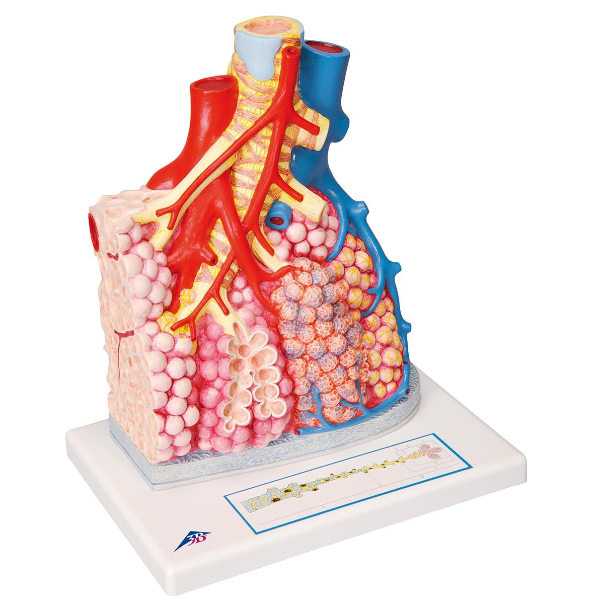 Pulmonary Lobes Model