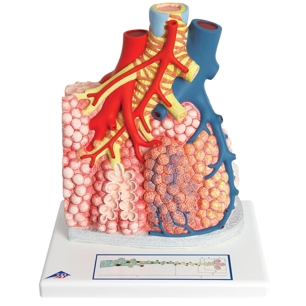 Pulmonary Lobes Model