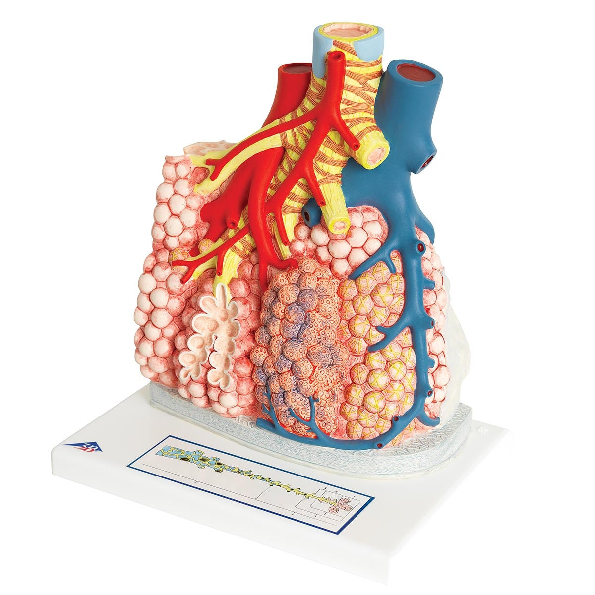 Pulmonary Lobes Model