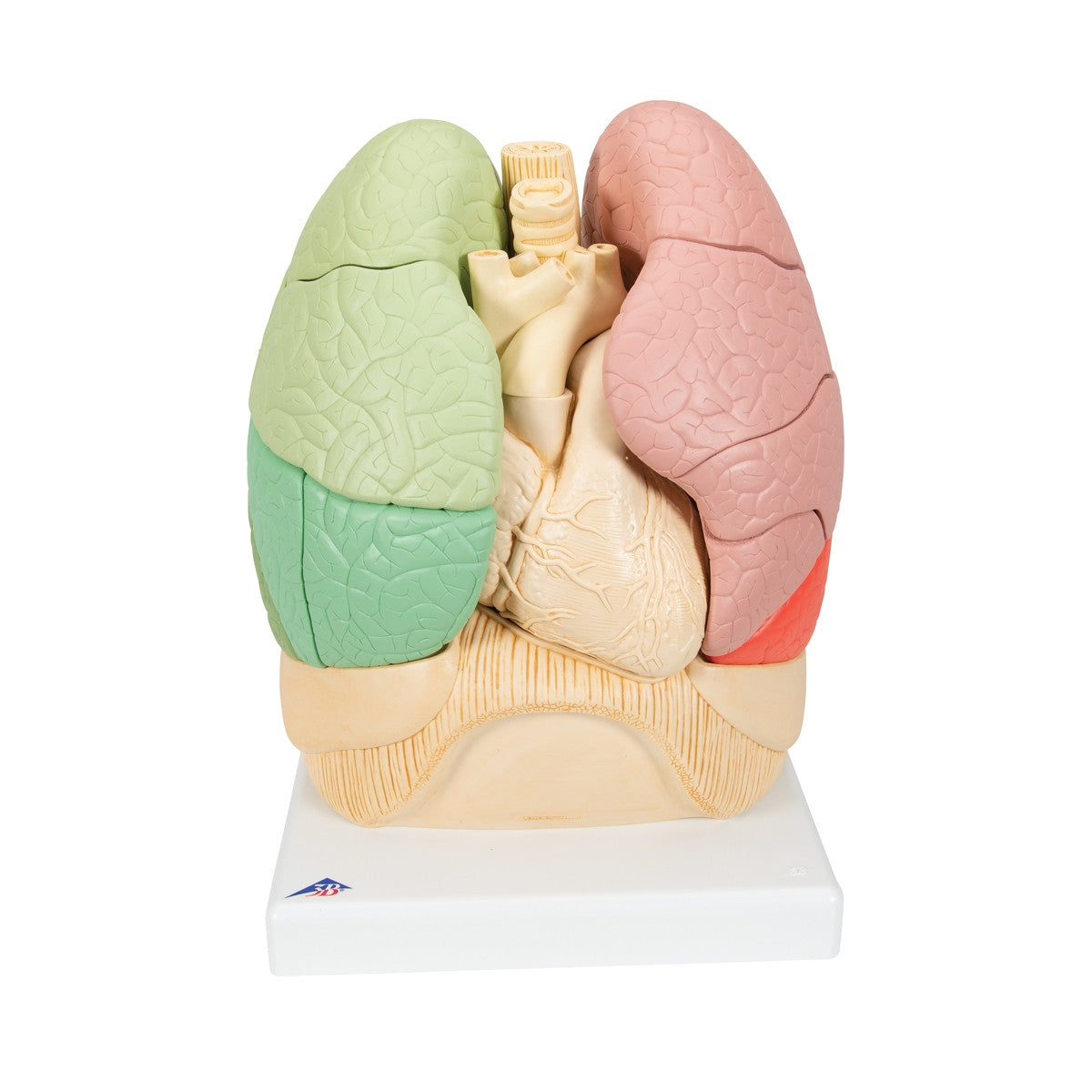 Segmented Lung Model (20 Part)