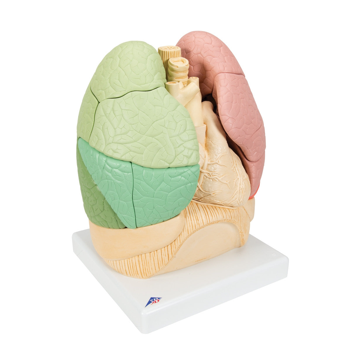 Segmented Lung Model (20 Part)